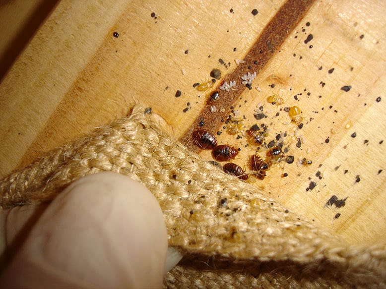 Can Bed Bugs Live in Wood Furniture
