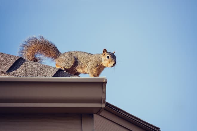 Do squirrels hibernate? - Pest Control Newmarket