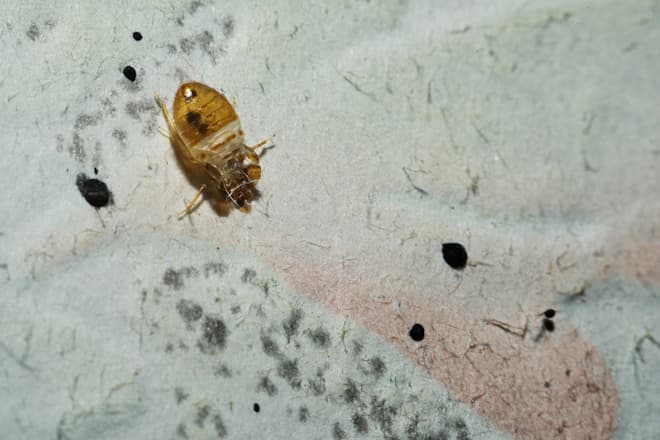 how-to-get-rid-of-bed-bugs (2)