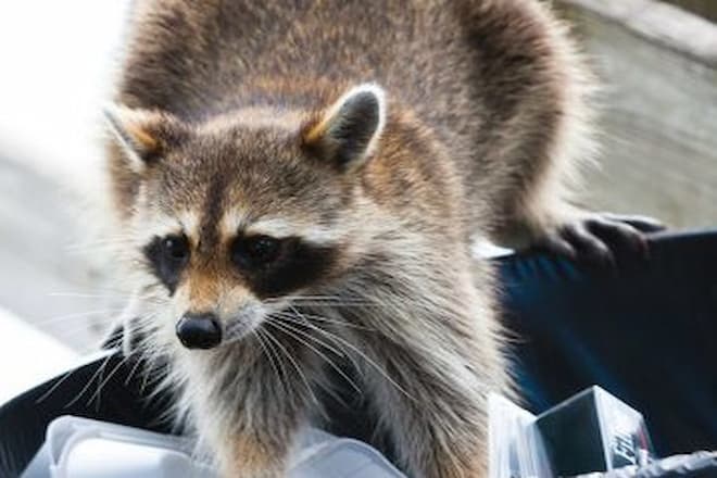 What does raccoon poop look like? - Pest Control Newmarket
