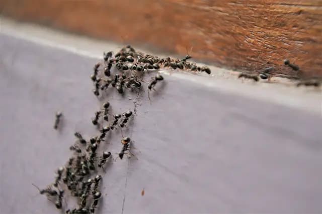 Ant Invaders A Homeowner's Guide to Dealing with Infestations