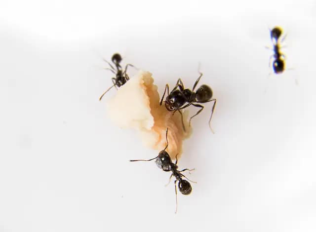 Ant Proofing Your Home Effective Pest Control for Homeowners