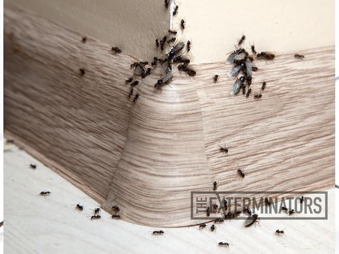 Ant icipate the Invasion How to Prepare Your Home for Ant Season