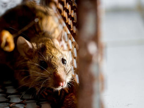 Beyond Traps and Baits The Pros and Cons of Professional Mouse Control