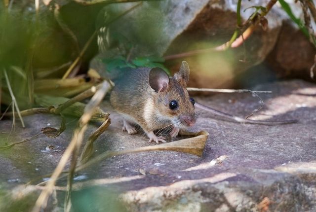 Can Mice Climb Walls and Into Your Attic