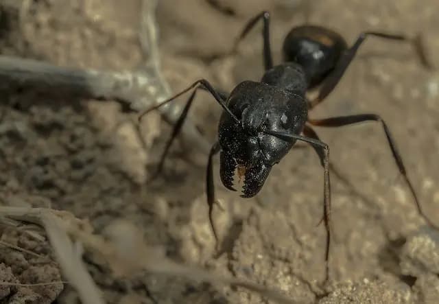 Carpenter Ants Is Your Home at Risk