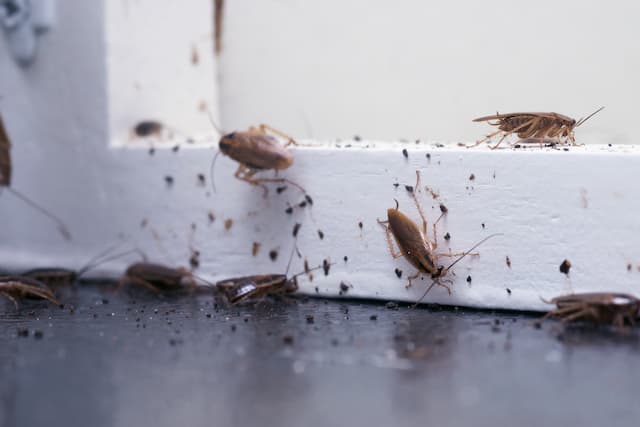 Cockroaches in Drains How to Get Rid of Them