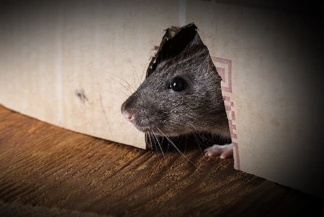 Early Defense Preventing Rat Infestations Before They Begin