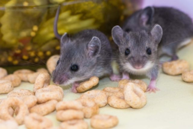 From Detection to Eviction How Pest Control Experts Handle Mouse Infestations