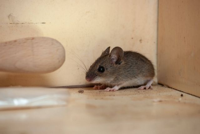 Guaranteed Results Why Professionals Beat Mouse Infestations