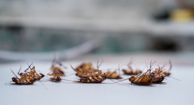 Oriental Cockroaches Identifying and Eliminating Them