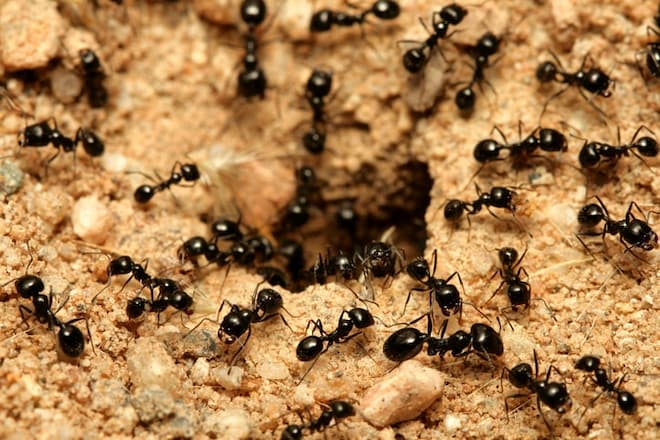 Professional Ant Extermination What to Expect