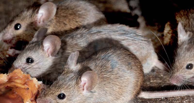 Professional Rat Extermination How Experts Eradicate Rodent Infestations