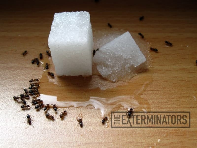 Residential Ant Infestations Causes and Cures
