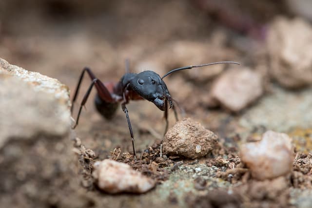 The Secret Lives of Carpenter Ants Unmasked