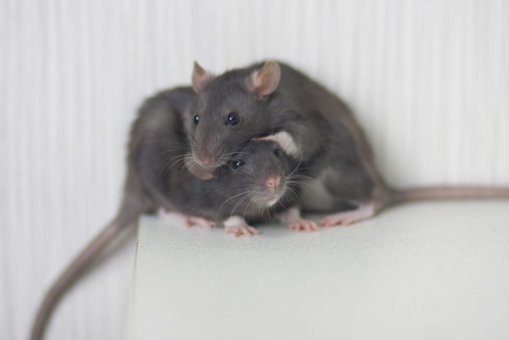 The Secret Lives of Rats Unveiling Their Biology and Habits