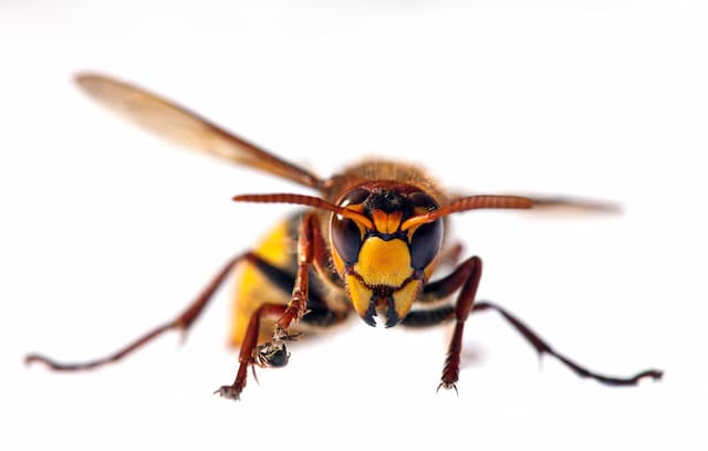 Top 10 Wasp Attracting Mistakes to Avoid
