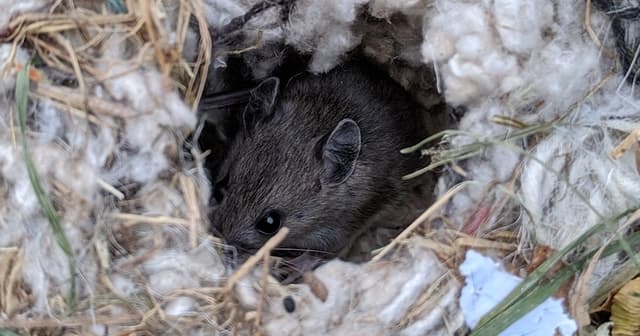 Year Round Mouse Control Tips to Keep Your Home Rodent Free in Every Season