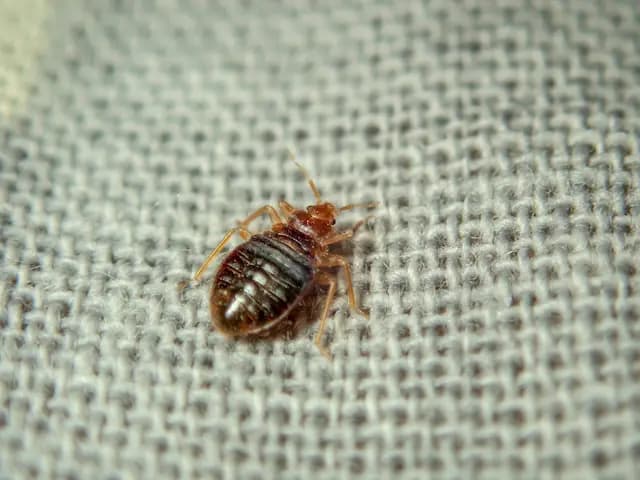 The Most Effective Bed Bug Treatment