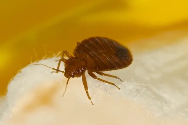 Bed Bugs and Carbon Dioxide. Understanding Attraction Factors